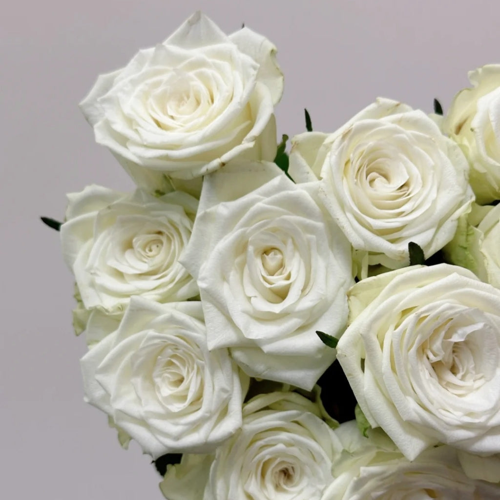 Fairmont Rose