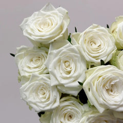 Fairmont Rose