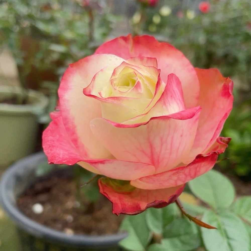 Fairy Queen Rose