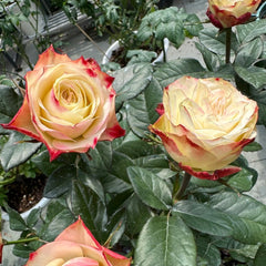 Fairy Queen Rose