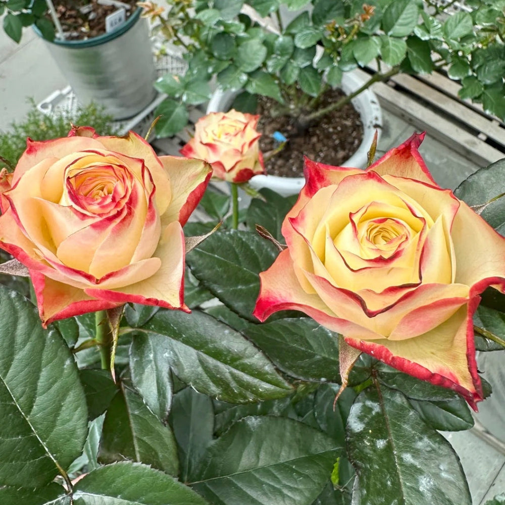 Fairy Queen Rose