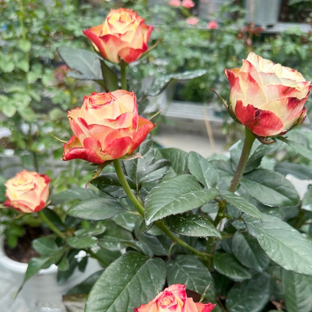 Fairy Queen Rose