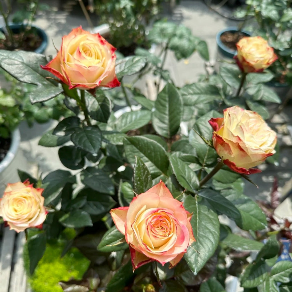 Fairy Queen Rose