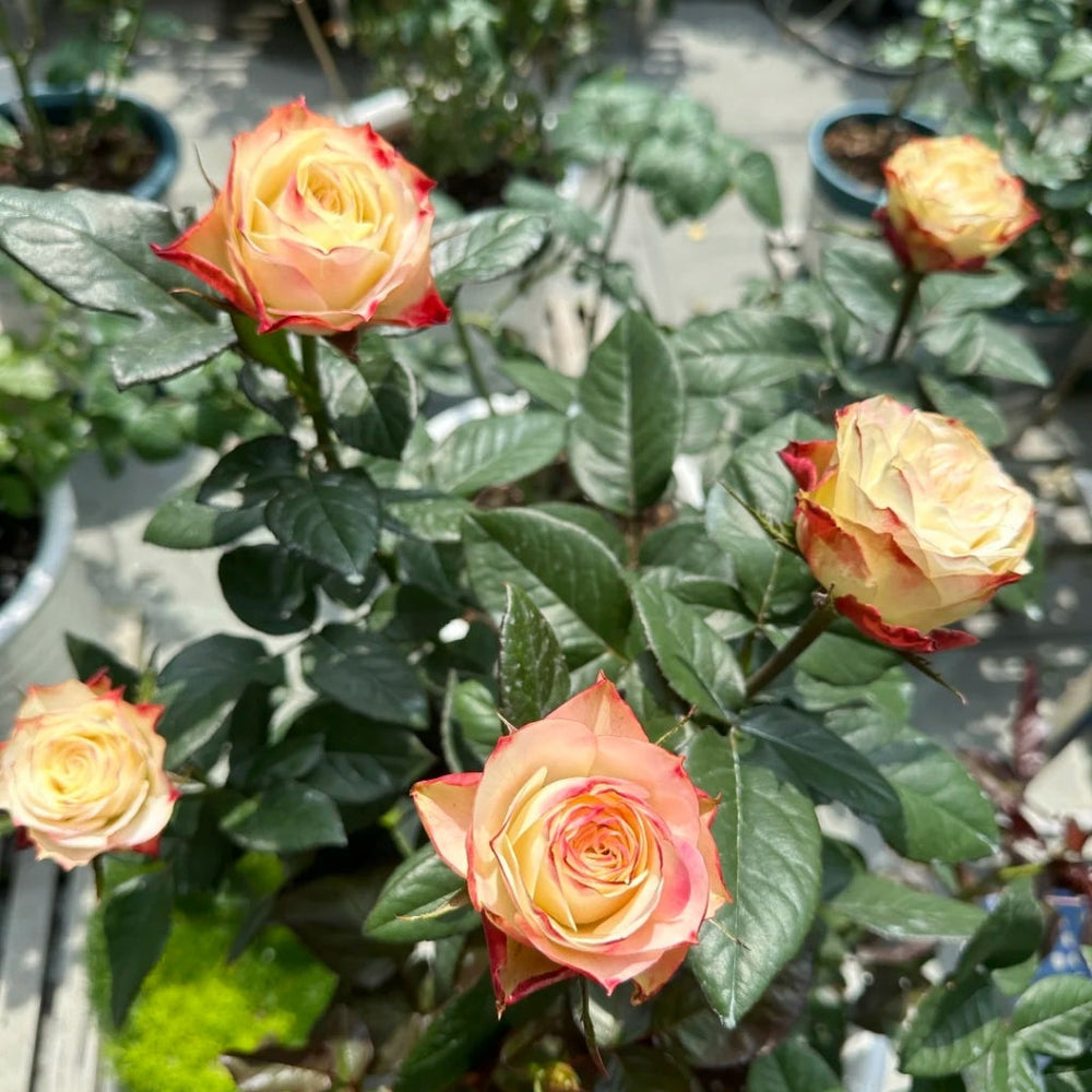 Fairy Queen Rose