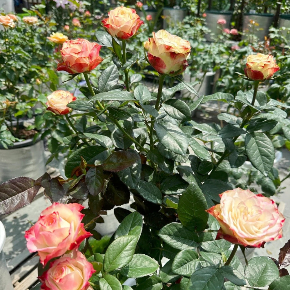Fairy Queen Rose