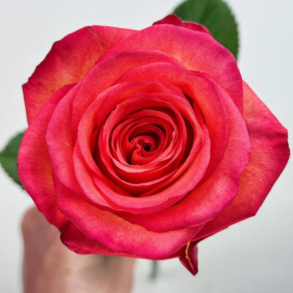 Fairy Tale Rose