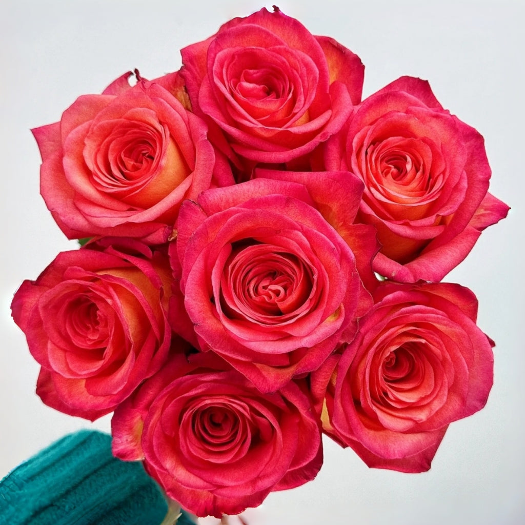 Fairy Tale Rose