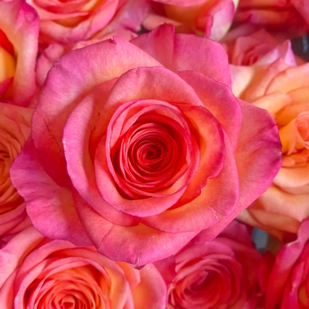 Fairy Tale Rose