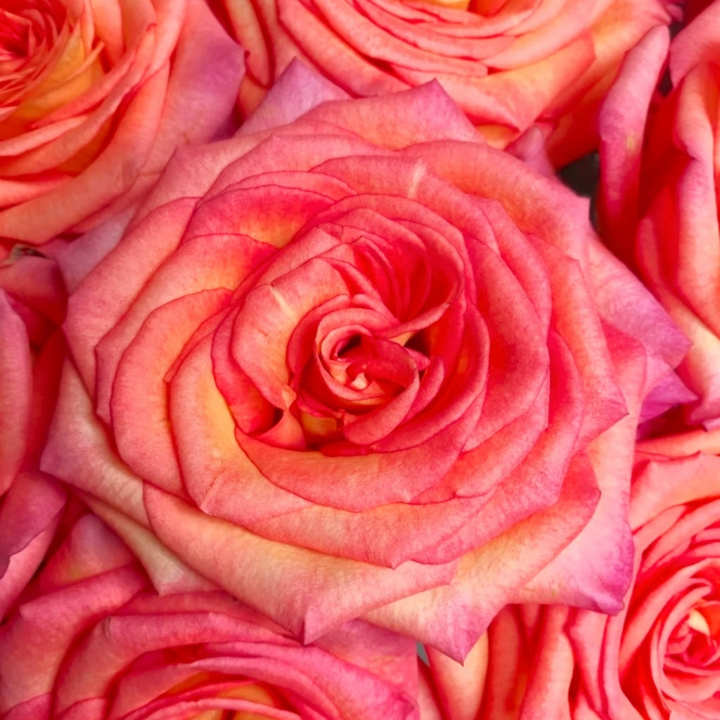 Fairy Tale Rose