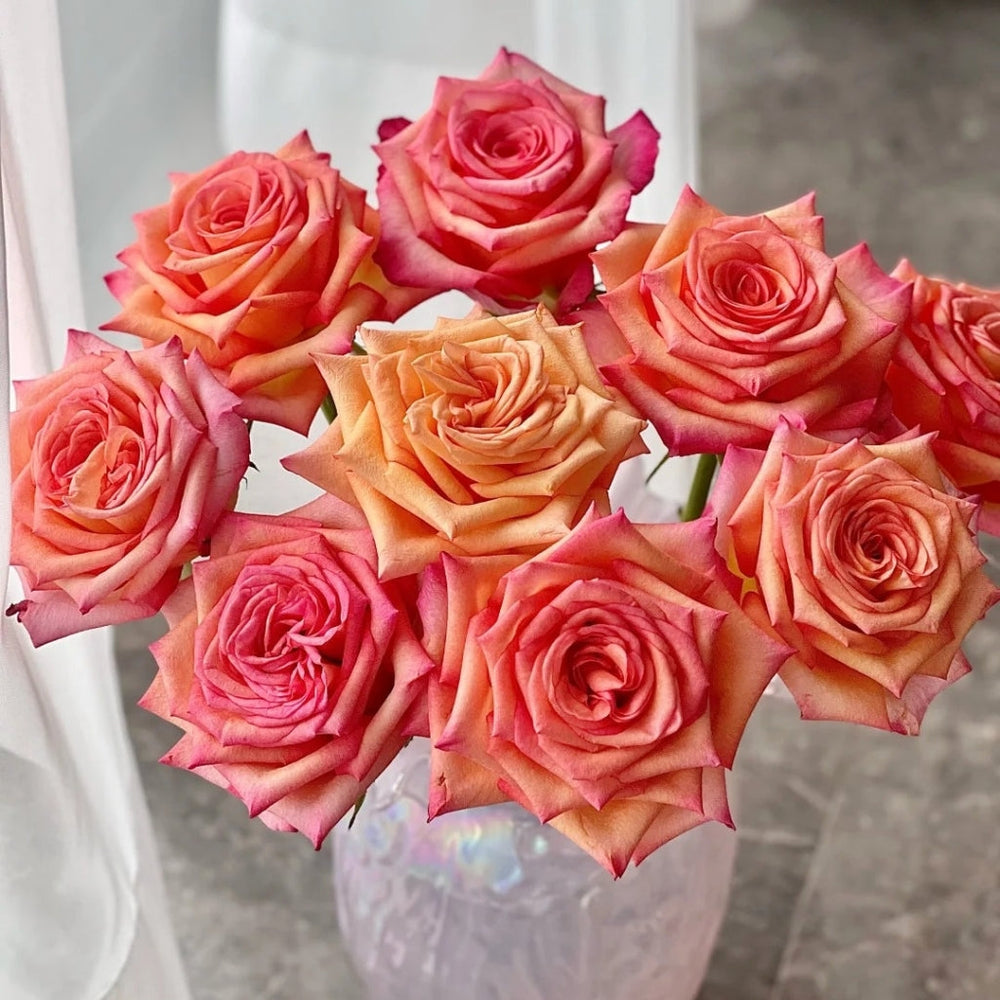 Fairy Tale Rose