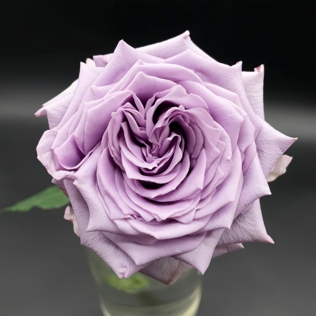Fashion Nova Rose