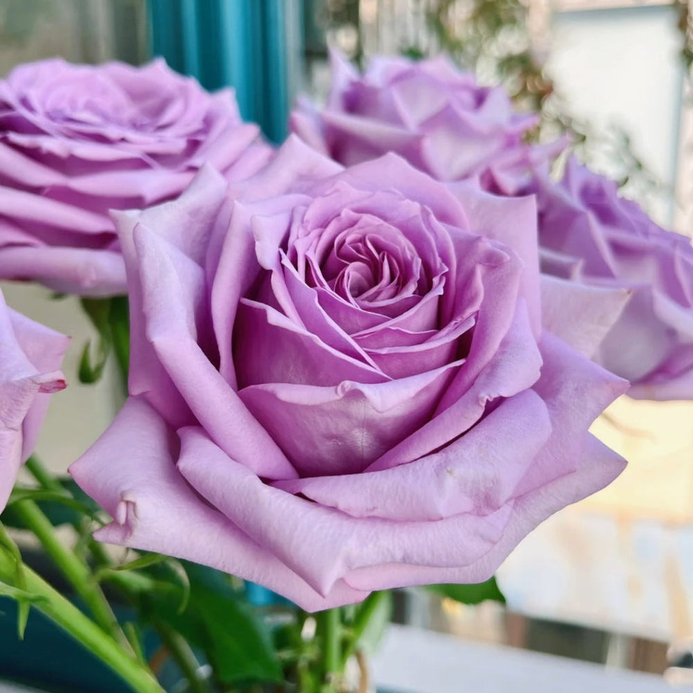 Fashion Nova Rose