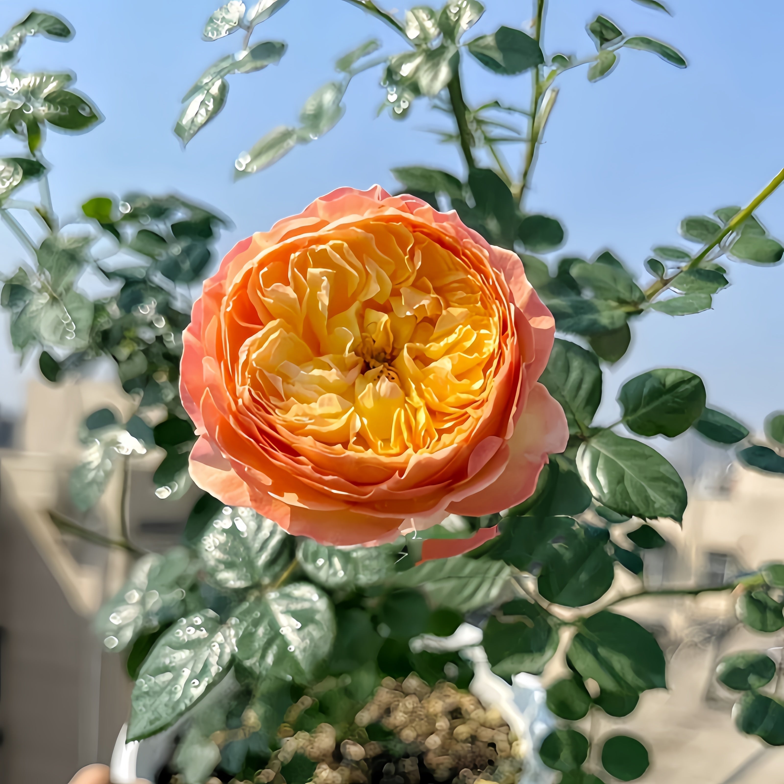 Fat Apricot Rose