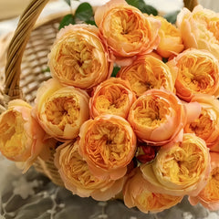 Fat Apricot Rose