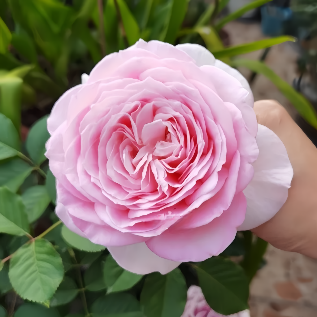 Fendai Rose