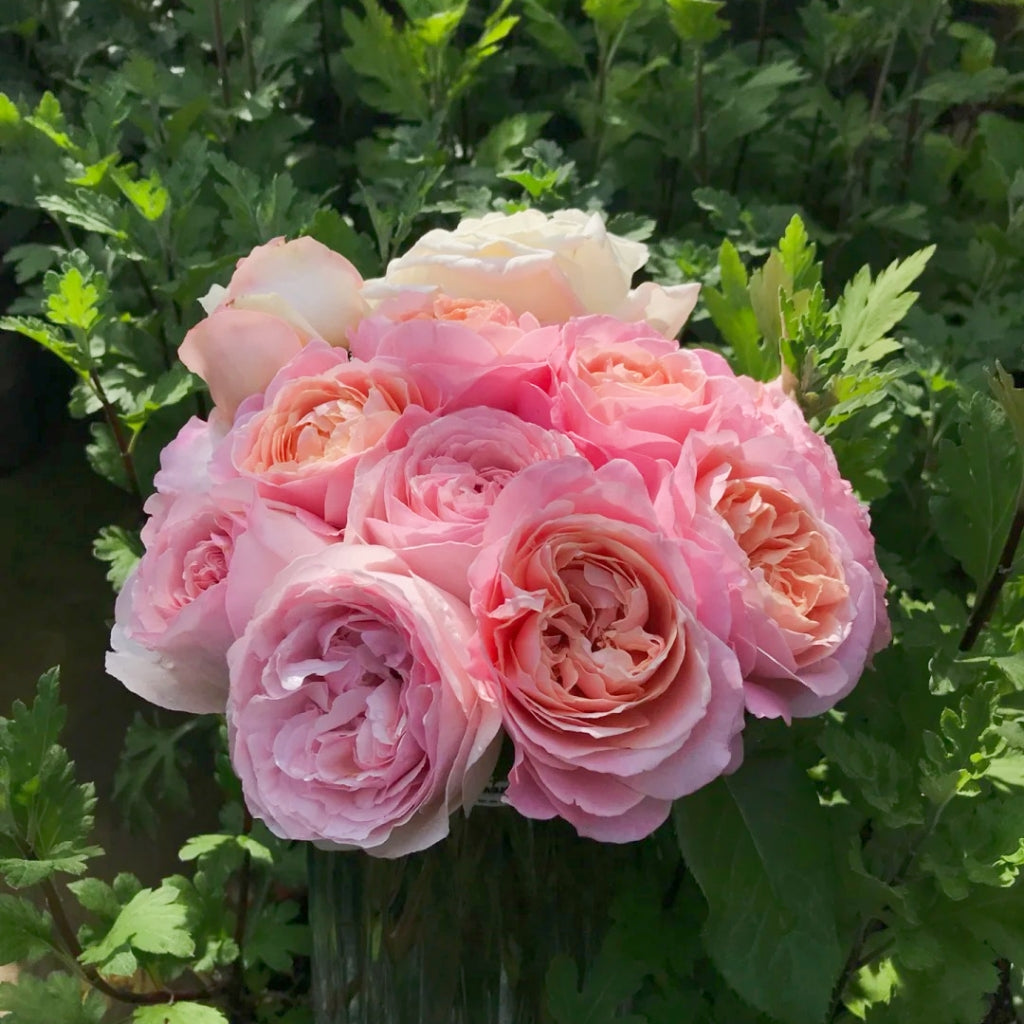 Fendai Rose