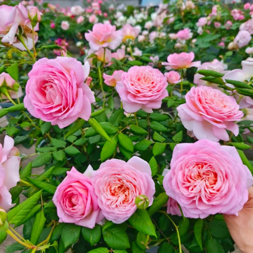 Fendai Rose