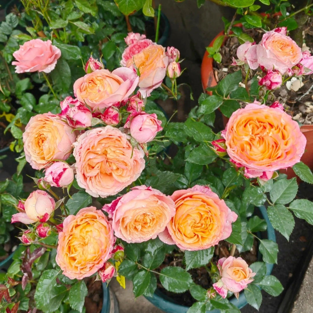 Fire X-pression Rose