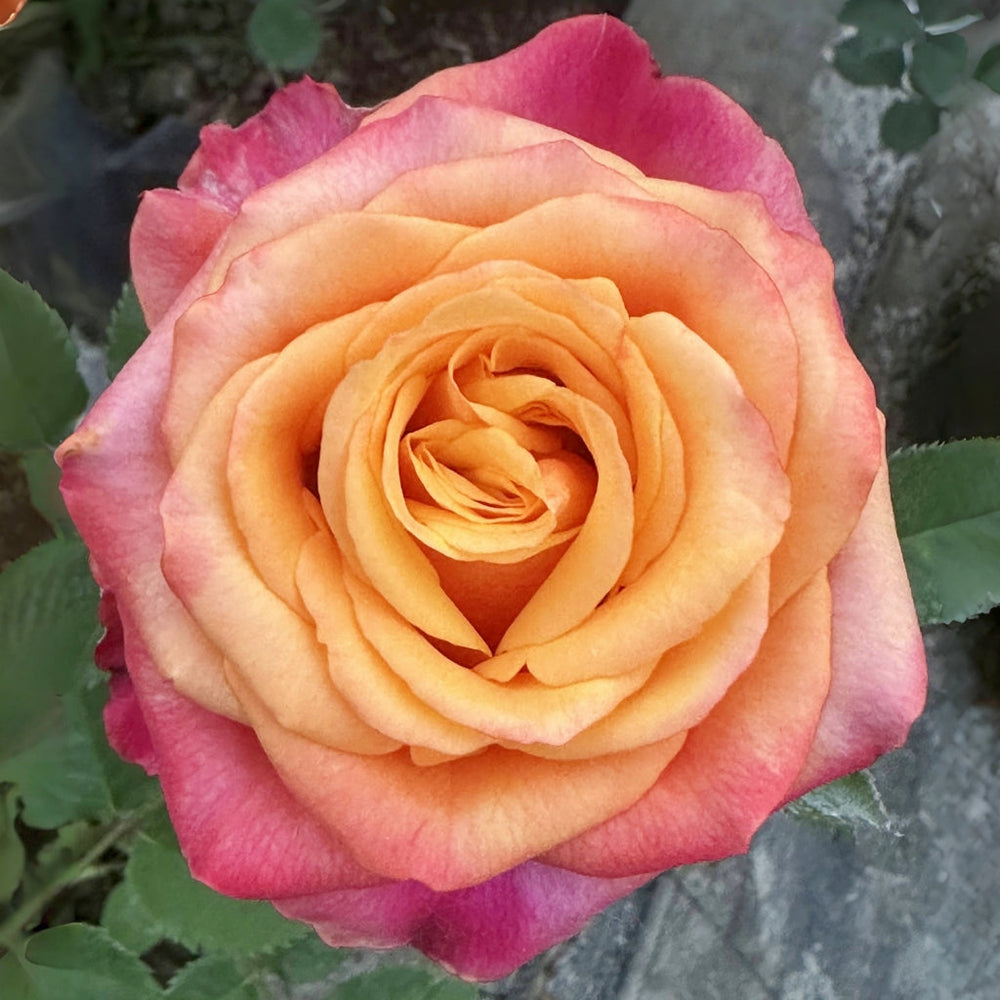 Firelight Rose
