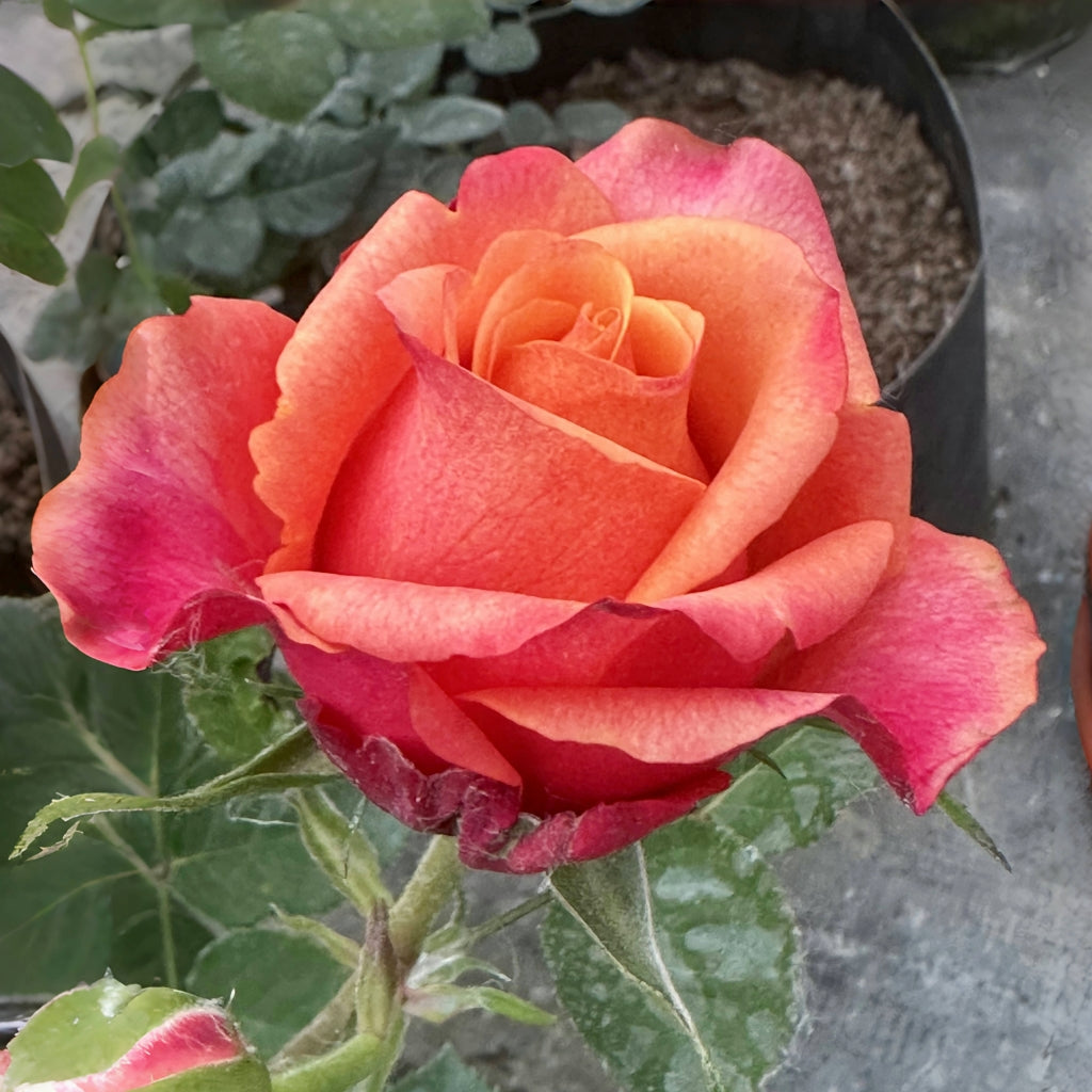 Firelight Rose