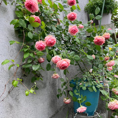First Lady Rose