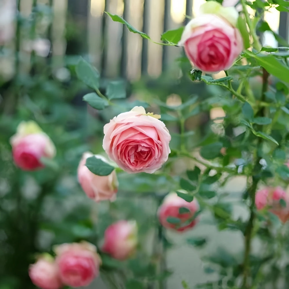 First Lady Rose