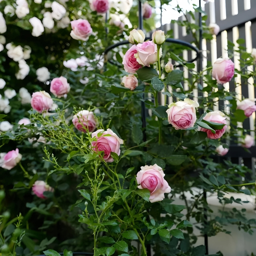 First Lady Rose