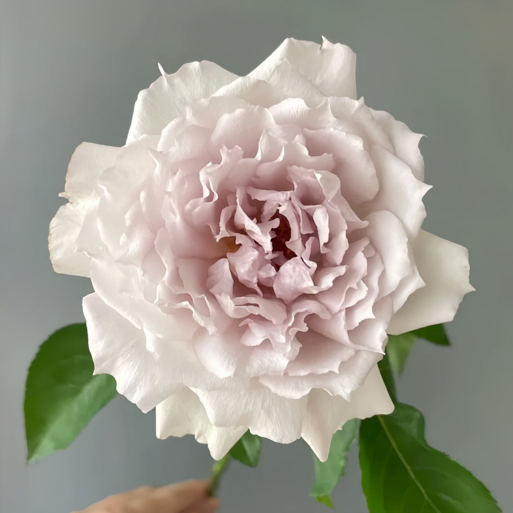 Floating Moon Rose