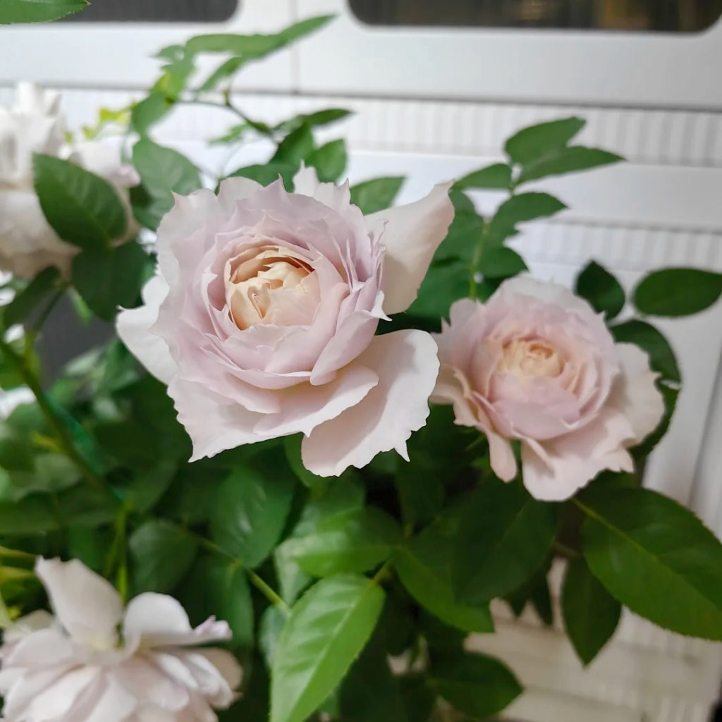 Floating Moon Rose
