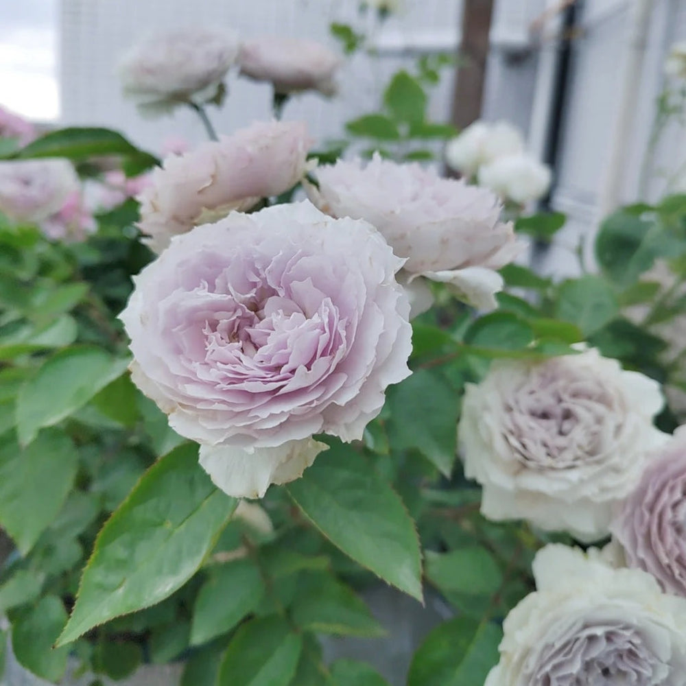 Floating Moon Rose