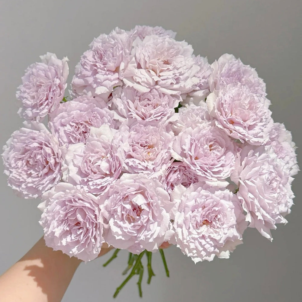 Floating Moon Rose