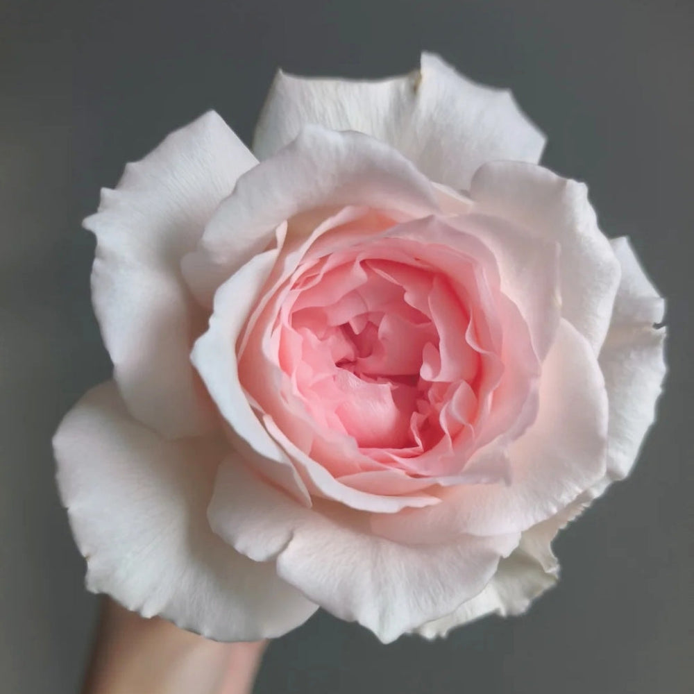 Flow Rose