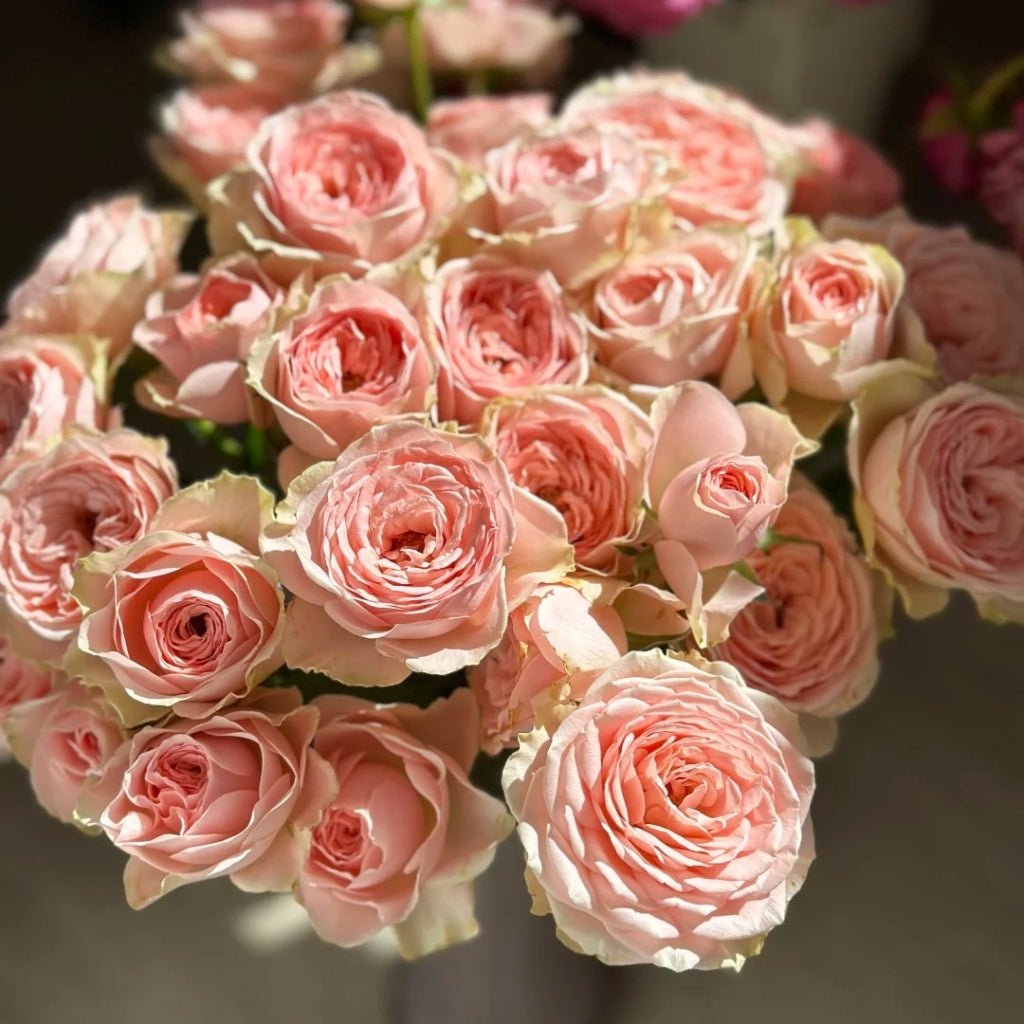 Flower Fairy Rose