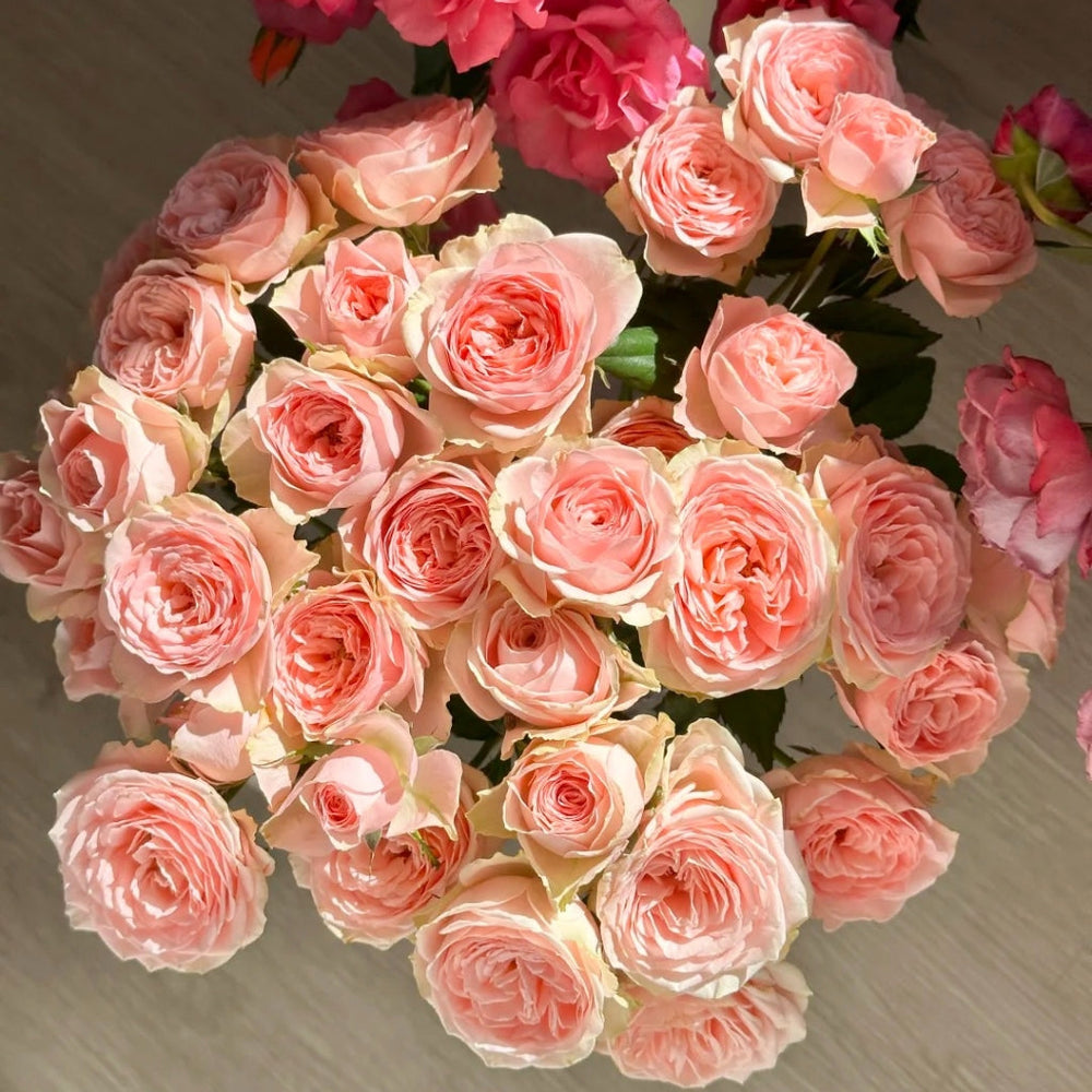Flower Fairy Rose