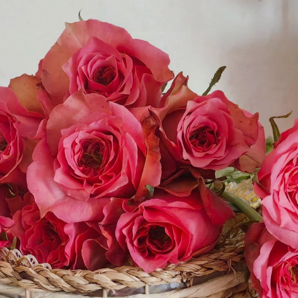 Forest Girl Rose