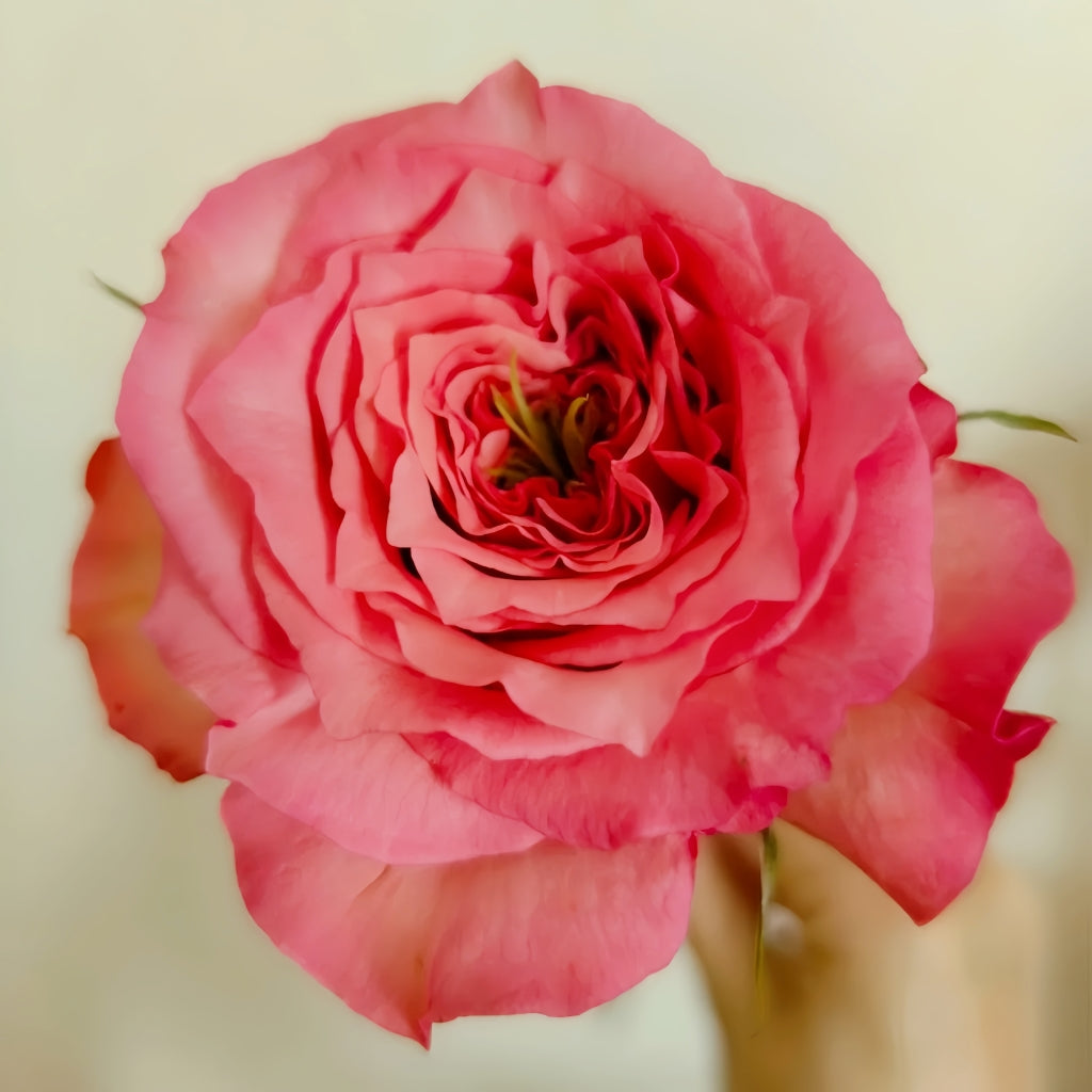 Forest Girl Rose
