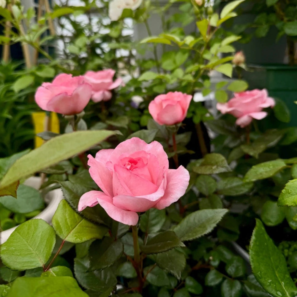Fragonard Rose