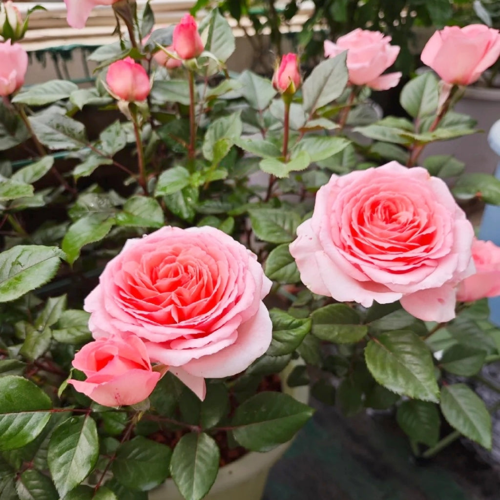 Fragonard Rose