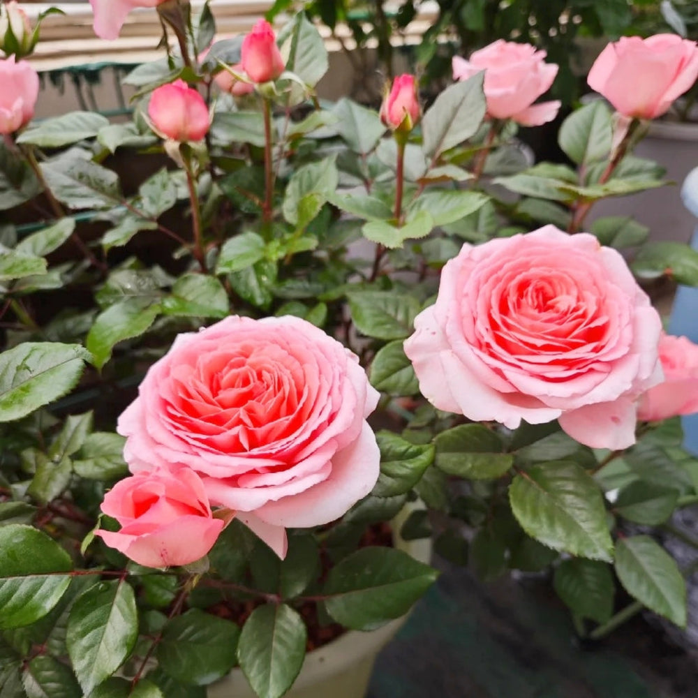 Fragonard Rose