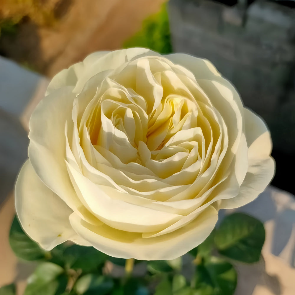 Frozen Summerhouse Rose