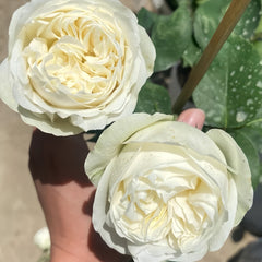 Frozen Summerhouse Rose