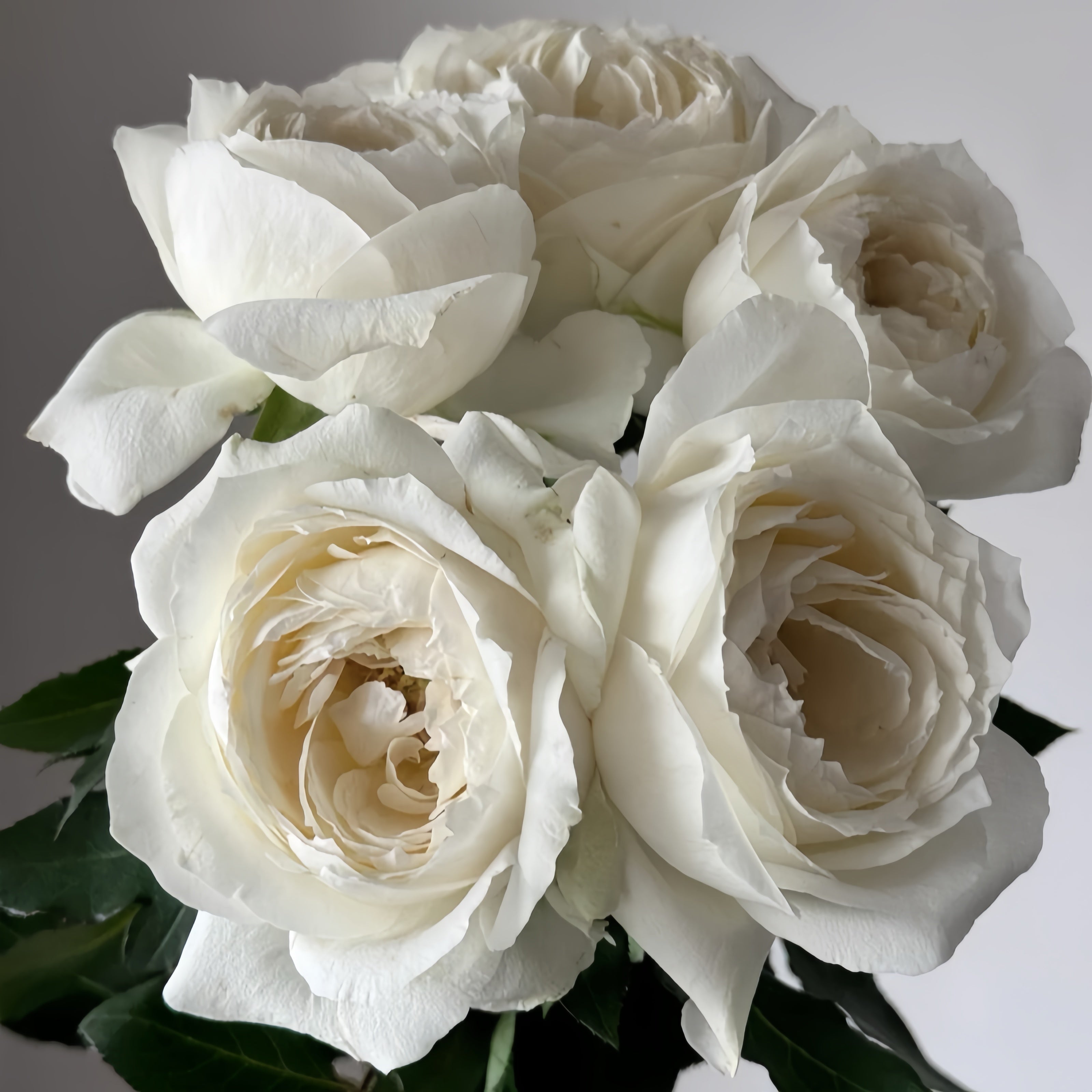 Frozen Summerhouse Rose