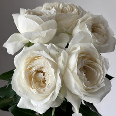 Frozen Summerhouse Rose