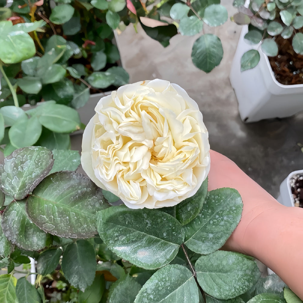 Frozen Summerhouse Rose