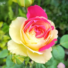 Fugetsu Rose