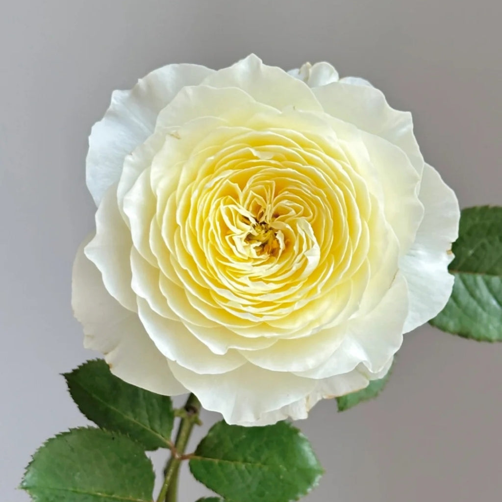Fuguang Rose