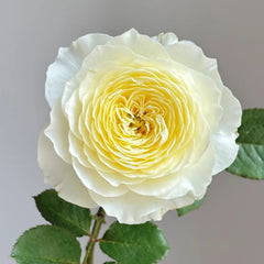 Fuguang Rose