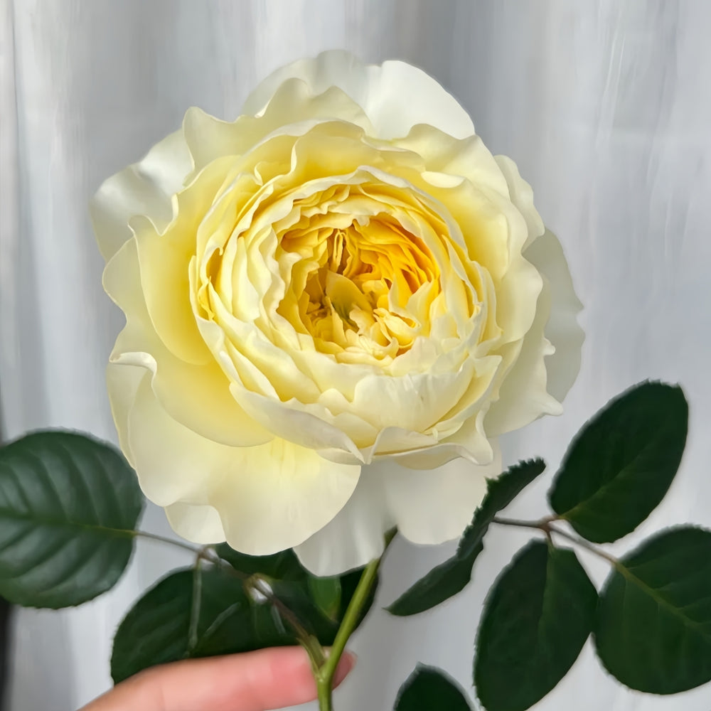 Fuguang Rose