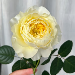 Fuguang Rose