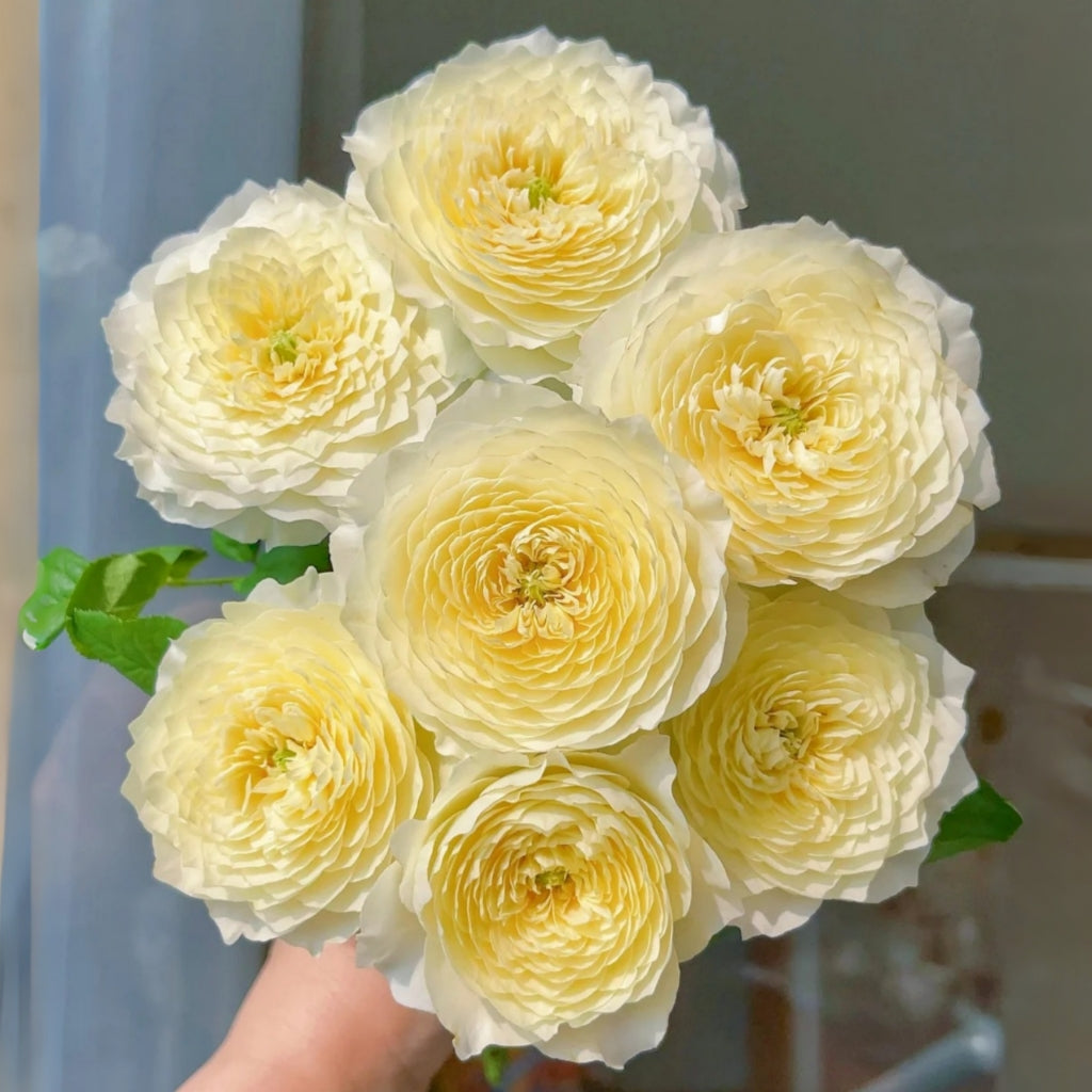 Fuguang Rose
